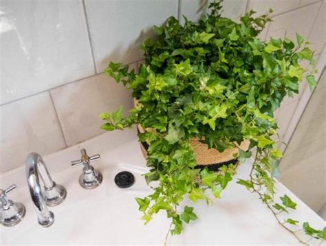 浴室適合放什麼植物 水圳注音